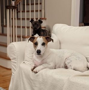 Meet your Posher, Jodi